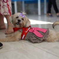Atualvet - galeria de fotos - 004