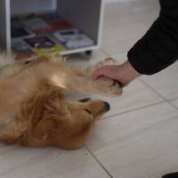 Atualvet - galeria de fotos - 005