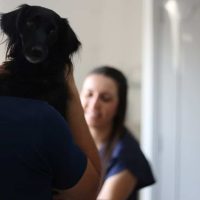 Atualvet - galeria de fotos - 006